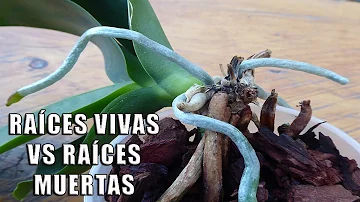 ¿Se deben exponer las raíces de una orquídea?