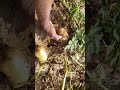 potatoes 🥔 Harvest