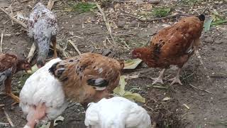 Criação De Galinhas Caipira Alimentação Orgânica