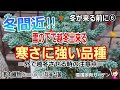 冬が来る前に⑥ これなら慌てなくて大丈夫👍️寒さに強い品種 / 外で越冬させる時の注意点　2023年11月23日　#多肉植物 #succulent #雪国の多肉