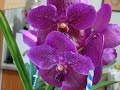 Орхидея Ванда - Уход за растением. Фалинопсис, Мильтония, Дендробиум, Камбрия, Цимбидиум.
