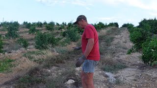 CITRICOS DE MONTAÑA-  cuidados en plantones.