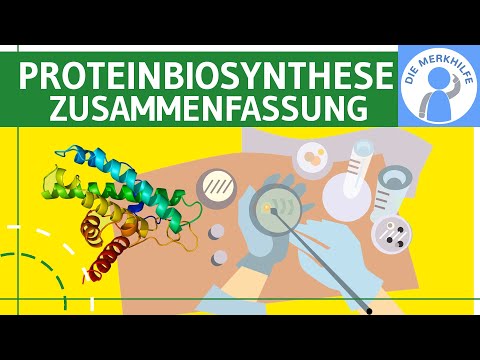 Video: Was wird für die Proteinsynthese benötigt?