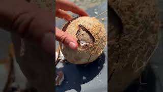 Guess how many COCONUTS it takes to stop a bullet!