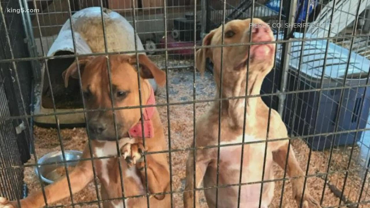 Dozens of dogs rescued from animal cruelty in Pierce County ready for ...