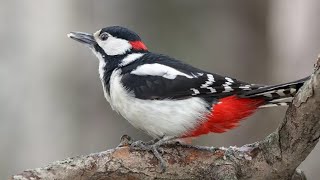 Большой Пестрый Дятел Долбит Дерево / A Large Mottled Woodpecker Is Pecking At A Tree In The City
