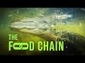 The Everglades Ecosystem and Its Food Chain Dynamics