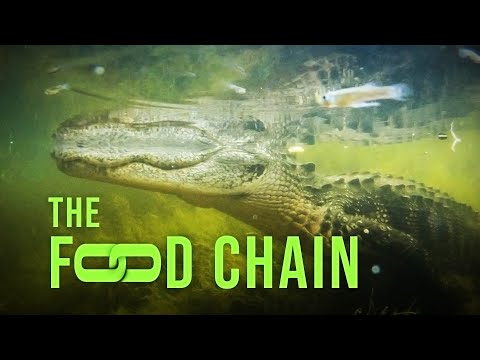 The Food Chain