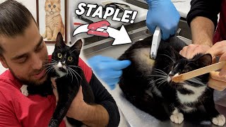 Naughty Cat Tears Her Stitches! (Stapling Again) #TheVet