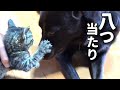 【逆ギレ子猫を可愛がる犬】@taipi 【切り抜き】