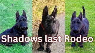 Remembering Shadows' last day with us: Coping with Pet Loss & Grief 🐾 | Thorpeman | Pet Loss.