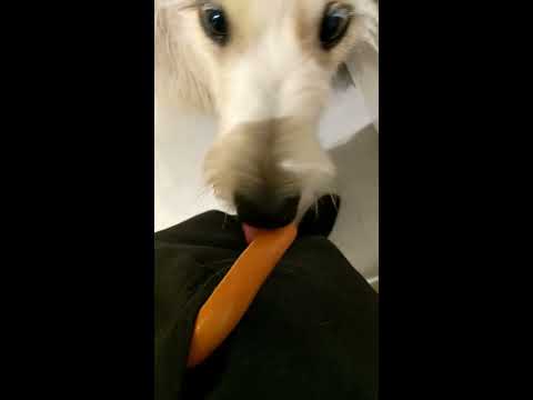 Beastiality - YouTube Beastiality - YouTube