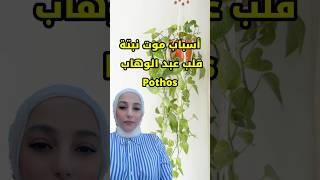 طريقة العناية بنبتة البوتس Pothos - قلب عبد الوهاب 🍃✅|#نباتات_منزلية #shorts