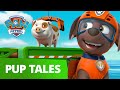 PAW Patrol | Pups Save a Windsurfing Pig | Rescue Episode | PAW Patrol Official & Friends!