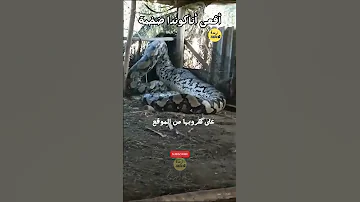 شاهد لحظة القبض على على افعى اناكوندا ضخمة 