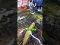 Pria Ini Terpojok di Dalam Akuarium #fish #arapaima #shorts