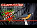 Suara Burung Tledekan Gunung Gacor Super Ampun Buat Masteran Burung Macet Mp3 - Mp4 Download