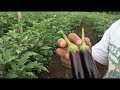 Eggplant grown in a field rich in organic matter. No pesticide and No inorganic fertilizer applied