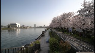 ３月　桜　隅田公園　ー　12ヶ月の東京