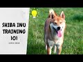Shiba Inu Training Tips for New Dog Owners | Super Shiba