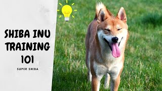 Shiba Inu Training Tips for New Dog Owners