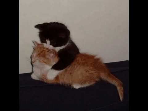 Hermanos Espinoza Vueltas Slowed Reverb