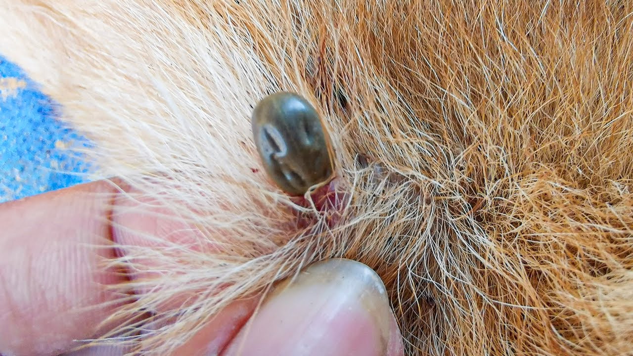 Curated Quick And Easy Tick Removal For Dogs Gallery View