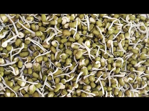 วีดีโอ: วิธีทำถั่วงอกหน่อไม้ฝรั่ง
