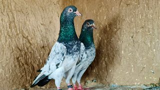 For Sale | Golden Kamgar | 2 Pair Oringal Red eyes | MOB-9646545783 Delivery all india By Sonu Verma
