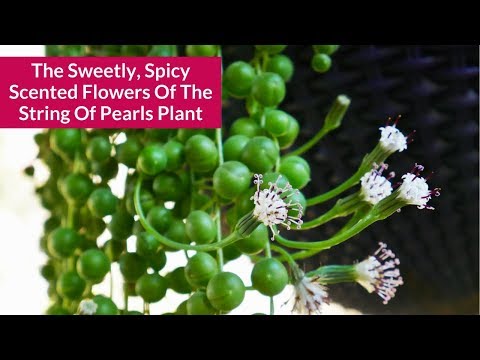 Easy Way How To Propagate String Of Pearls Succulent Plant 