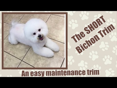 Video: Grooming Your Bichon Frise