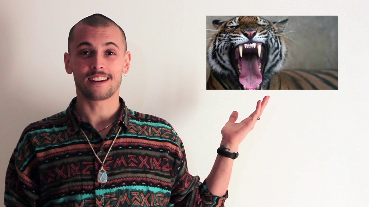 Are we really designed for eat animal-based foods?sub ita - YouTube