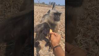 Wild Monkey Takes Biscuit from My Hand 🍪🐒 #Viral