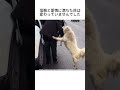 1年前に迷子になった犬 #動物雑学 #いぬのきもち #感動する話