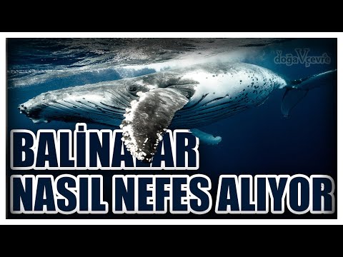 BALİNALAR NASIL ÇOK UZUN SÜRE NEFESLERİNİ TUTABİLİYOR ?