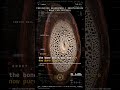 the bone cells you see are now pure stone · Dinosaur Bone