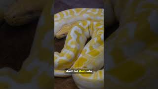Albino￼ Bernese Python. I had one till it got to big, And I traded it for a tattoo)) #facts #animals