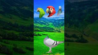 Funny Bird Animation: Picking the Perfect Head!