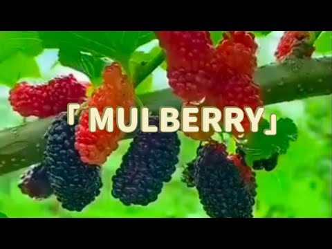 MULBERRY FRUIT #plants #mulberryfruit #mulberrytree #fruit