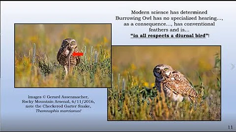 Burrowing Owls in Boulder County: A tiny owls batt...