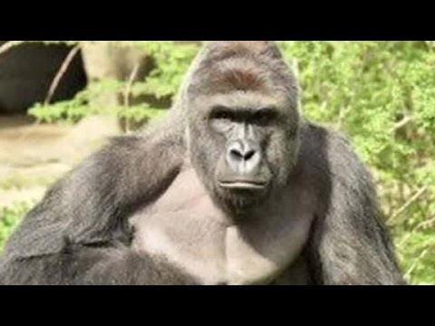 Trump on gorilla killing: Zoo 'probably had no choic...