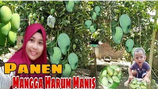 Panen Mangga Harum Manis| Mangga Golek | Buahnya Manis Dan Besar-besar