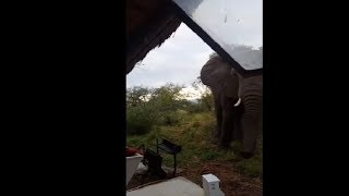 Elephant Redecorating The Outdoor Furniture
