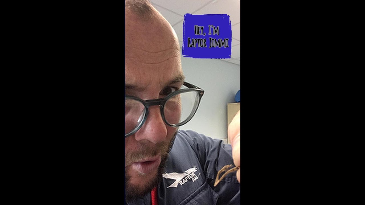 Hey, I'm Raptor Jimmi. - YouTube