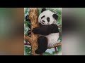 Pintura de ursinho panda em tecido