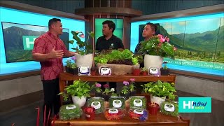 Mililani Garden Market boasts more than 100 vendors