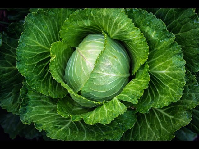 Какую подкормку выбрать для капусты в июле чтобы получить богатый урожай Чем подкормить капусту в июле для хорошего урожая
