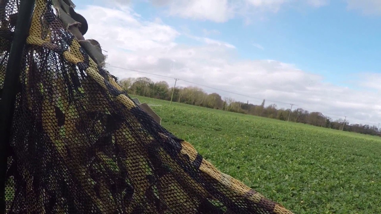 Pigeon Shooting over winter rape 4/3/17