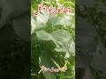 چھانگا مانگا جنگل کی جنگلی جڑی بوٹیاں #shortvideo #changamangajungle #hafiznadeemabbas