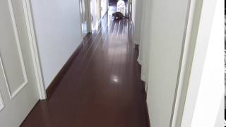 持ってこい溜 20130304nyaon-1